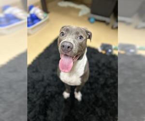 American Pit Bull Terrier Dogs for adoption in Chula Vista, CA, USA