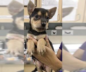 American Pit Bull Terrier-Unknown Mix Dogs for adoption in Riverside, CA, USA