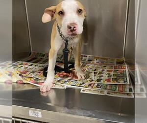 American Pit Bull Terrier Dogs for adoption in Modesto, CA, USA