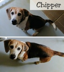 Beagle Dogs for adoption in Lake City, MI, USA