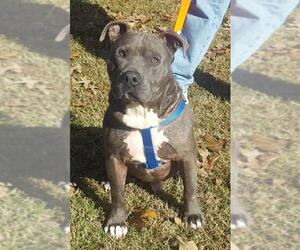 Small American Bulldog Mix