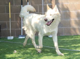 Alaskan Husky-Unknown Mix Dogs for adoption in Grass Valley, CA, USA