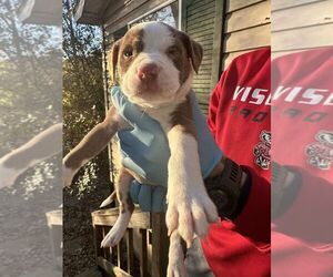 American Pit Bull Terrier-Unknown Mix Dogs for adoption in New York, NY, USA