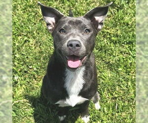 American Pit Bull Terrier-Labrador Retriever Mix Dogs for adoption in Jefferson, WI, USA