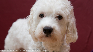 Goldendoodle (Miniature) Dogs for adoption in Anchorage, AK, USA