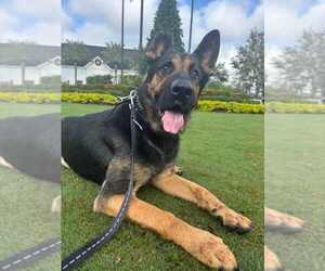 German Shepherd Dog Dogs for adoption in Fort Lauderdale, FL, USA