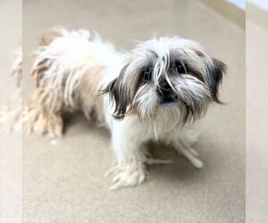 Shih Tzu Dogs for adoption in Aurora, CO, USA