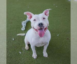 American Pit Bull Terrier-Unknown Mix Dogs for adoption in Waco, TX, USA