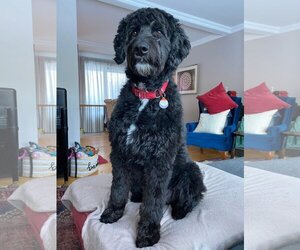 Aussiedoodle Dogs for adoption in Bowmanville, Ontario, Canada