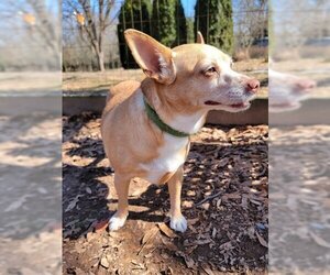 Chihuahua-Unknown Mix Dogs for adoption in Warrenton, VA, USA