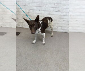 Mutt Dogs for adoption in San Bernardino, CA, USA