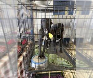 Borador Dogs for adoption in San Angelo, TX, USA