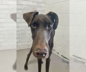 Doberman Pinscher Dogs for adoption in San Bernardino, CA, USA