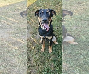 Rottweiler Dogs for adoption in Bardstown, KY, USA