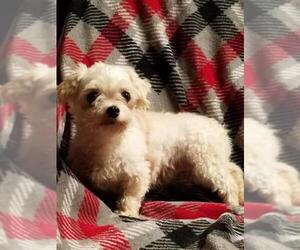Maltese Dogs for adoption in Akron, OH, USA