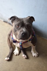 American Pit Bull Terrier-Unknown Mix Dogs for adoption in San Francisco, CA, USA