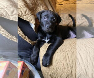 Mutt Dogs for adoption in Farmington, MN, USA