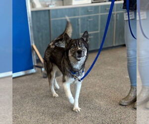 German Shepherd Dog-Siberian Husky Mix Dogs for adoption in Boston, MA, USA