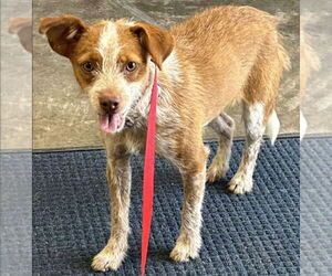 Mutt Dogs for adoption in Claremore, OK, USA