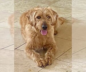 Golden Retriever Dogs for adoption in McKinney, TX, USA