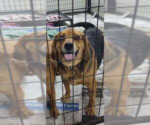 Puggle Dogs for adoption in Mukwonago, WI, USA