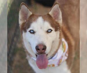 Siberian Husky-Unknown Mix Dogs for adoption in San Antonio, TX, USA