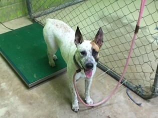 Catahoula Leopard Dog Dogs for adoption in Green Cove Springs, FL, USA