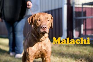 Labrador Retriever Dogs for adoption in Kendallville, IN, USA
