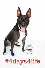American Pit Bull Terrier-Labrador Retriever Mix Dogs for adoption in Sylmar, CA, USA