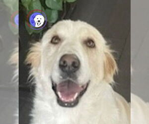 Great Pyrenees Dogs for adoption in Spring, TX, USA