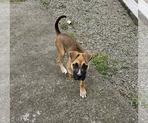 Boxer-Unknown Mix Dogs for adoption in Stanwood, WA, USA