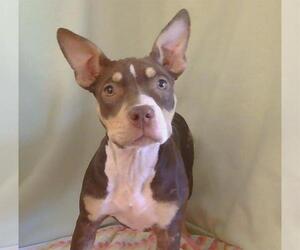 American Pit Bull Terrier-Unknown Mix Dogs for adoption in Sacramento, CA, USA