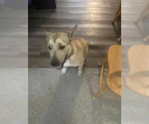 American Staffordshire Terrier-Unknown Mix Dogs for adoption in San Antonio, TX, USA