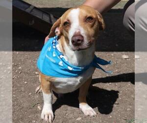 Beagle-Unknown Mix Dogs for adoption in San Antonio, TX, USA