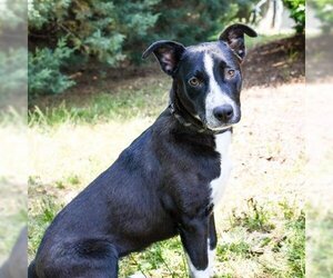 American Staffordshire Terrier Dogs for adoption in Cumming, GA, USA