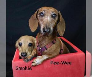 Dachshund Dogs for adoption in Hot Springs Village, AR, USA