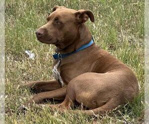 American Staffordshire Terrier-Unknown Mix Dogs for adoption in San Antonio, TX, USA
