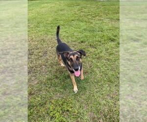 German Shepherd Dog-Unknown Mix Dogs for adoption in Alva, FL, USA
