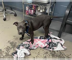 American Pit Bull Terrier Dogs for adoption in Tallahassee, FL, USA