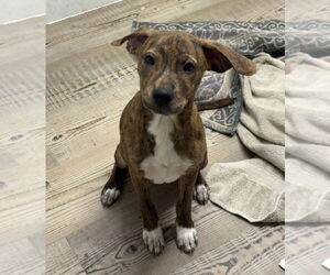 Mutt Dogs for adoption in Bolivar, MO, USA