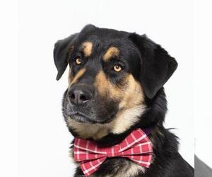 Anatolian Shepherd-German Shepherd Dog Mix Dogs for adoption in Santa Barbara, CA, USA