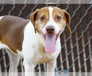 Beagle-Unknown Mix Dogs for adoption in Tallahassee, FL, USA