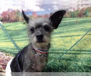 Chihuahua-Unknown Mix Dogs for adoption in Moreno Valley, CA, USA