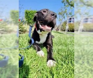 American Staffordshire Terrier Dogs for adoption in Newport Beach, CA, USA