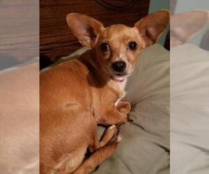 Chihuahua Dogs for adoption in Blackwood, NJ, USA
