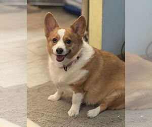 - Mix Dogs for adoption in Omaha, NE, USA