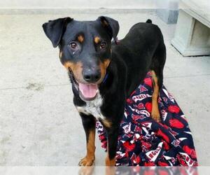 Rotterman Dogs for adoption in Rancho Cucamonga, CA, USA