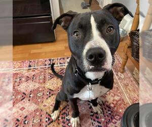 Staffordshire Bull Terrier-Unknown Mix Dogs for adoption in Rochester, NY, USA
