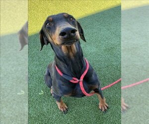 Doberman Pinscher Dogs for adoption in Fayetteville, NC, USA