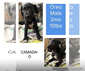 Labrador Retriever-Unknown Mix Dogs for adoption in Virginia Beach, VA, USA